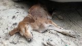 奄奄一息的狗狗瘫在地上连苍蝇都以为他死了