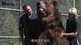 棕熊想吃电网上的肉，被电2次后，它的做法让人不淡定了
