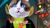 当小猫咪乱入西游记东土大唐来的喵星人萌宠出道计划萌宠猫