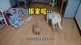 两只狗狗拆家后，打死不承认是自己干的，看看被训话的样子多无辜