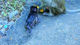 猴妈跟小猴（heidi)一起分享芒果，真是少有的画面，温馨！