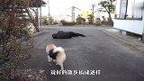 散步途中主人突然晕倒，狗狗会啥反应？结局笑翻了