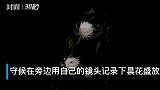30秒｜成都摄影师用镜头记录昙花盛放的美