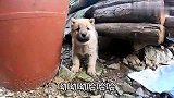 山洞里出生的小奶狗，机灵敏捷还带点野性，想吠我的都得好好收拾