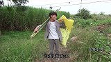 小明趁河水暴涨投下拦河大网捕鱼，一顿驱赶后，收获太惊喜了