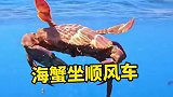 海蟹游泳你见得多了，但你有没有见过海蟹坐顺风车的呢