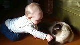 小宝宝突然去扯猫咪的胡须，下一秒猫咪的举动，把人暖化了！
