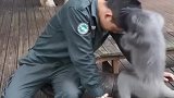 小猴子帮工作人员找虱子
