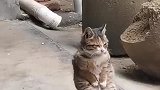 一只可爱的小猫咪，接下来的一幕，真是被它圈粉了