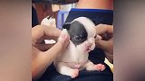 还没满月的小斗牛犬萌炸了，这样的小狗给我来一打