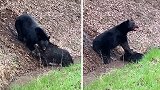 美国：黑熊在公路旁猎杀野猪，野猪伤口皮肉外翻发出尖叫