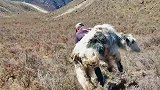 高原上的汉子背着心爱的牦牛回家治病，太厉害了