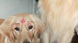 这脸上和媒婆似的哈哈