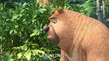 熊出没：熊二解决了森林陷阱，休息时候竟碰到了盗猎者！