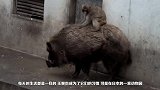 猴子在动物园降服野猪，有了自己的坐骑，猴子：呆子咱们取经去