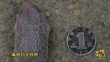 男子深夜在街头捡到1只刺猬 带回家后变成9只