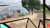 鹅厂把媳妇忙“聋了”26斤大西瓜犒劳，老哥切法更独特