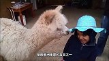 女子当着羊驼的面抱走宝宝，最后羊忍无可忍，下一秒憋住不要笑
