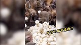 猴子都开始吃喜宴了，吃相巨难看