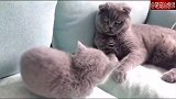 小猫咪无辜被大猫打了几次头，大猫：你今天是不是又没写作业？