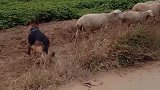 德牧犬看家护院放牧牛羊