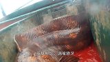 渔民出海捕到“龙鱼”，同伴看后惊呼：龙你个大头鬼，不要命啦！