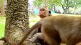 母猴没有奶水，把小猴子饿得皮包骨，还要提防坏猴子欺负，太难了