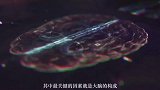 人类和动物都是由粒子组成的，为什么人类有思想而动物没有