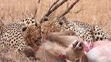 猎豹兄弟战力如此之差！面对秃鹫群，连羚羊都守不住