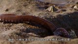 外国“章鱼”流水线，全过程简洁精炼，看完涨见识了