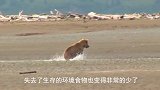 大熊拦车打劫，熊：行行好看我饿成啥熊样了司机：好的