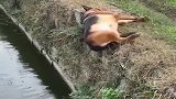 这就是走路不看路的下场吧