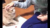 小奶猫更受宠爱，橘猫一直盯着它！
