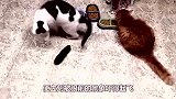 猫咪正在吃饭，主人突然“放屁”，看其它猫是什么反应