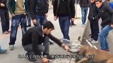 三只狗凌晨守夜，突然发生的画面，主人看完出一身冷汗