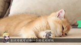 可爱小猫困得不行，却被兄弟姐妹不断打扰，猫咪：我只想睡觉
