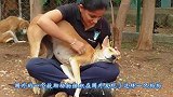 一狗狗两条腿被车撞伤，只能在地上坐着，还好救治人员有方法