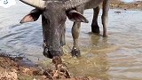 小猴子被抛弃水中，水牛竟出手相救