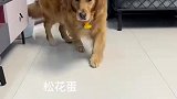 “心机”狗狗和“单纯”小猪