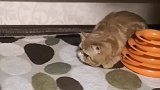 猫咪就这么执着