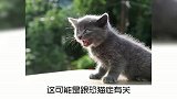 宠物冷知识：为什么会有人怕猫？