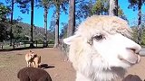 它有三万元的身价。