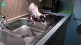 一只迷恋玩水的猫咪，不仅在家到处找水玩，还跳进别人家的游泳池