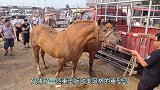 一吨的重型马刚到马市被多人相中，几十人又看又摸，真是罕见！
