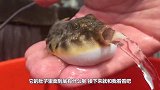 河豚的肚子里装的是什么？老外用刀划开，看到的景象让人细思极恐