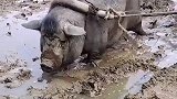 猪也能耕地，妹子你真会玩