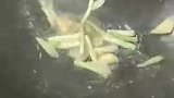 爆炒海螺肉，色香味俱全，美味佳肴啊，特别的好吃