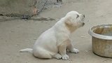 小奶狗：我是大公鸡带大的