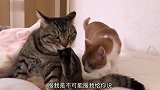 猴：下手也太狠了吧，我为了口吃的我容易吗
