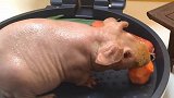 牛梗味道如何